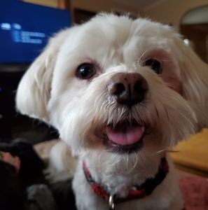 Meet your Posher, Dara